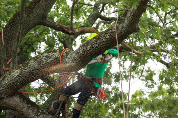 Best Fruit Tree Pruning  in Baxter, TN